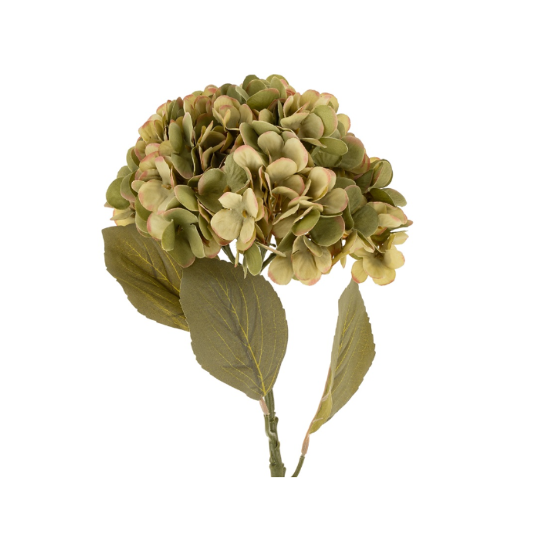 Green Hydrangea Stem