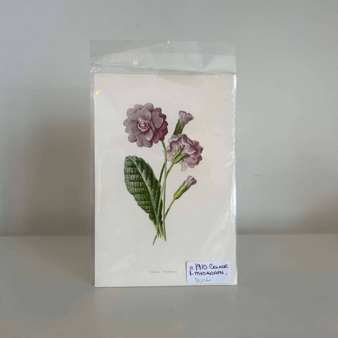 Found Botanical Print 15