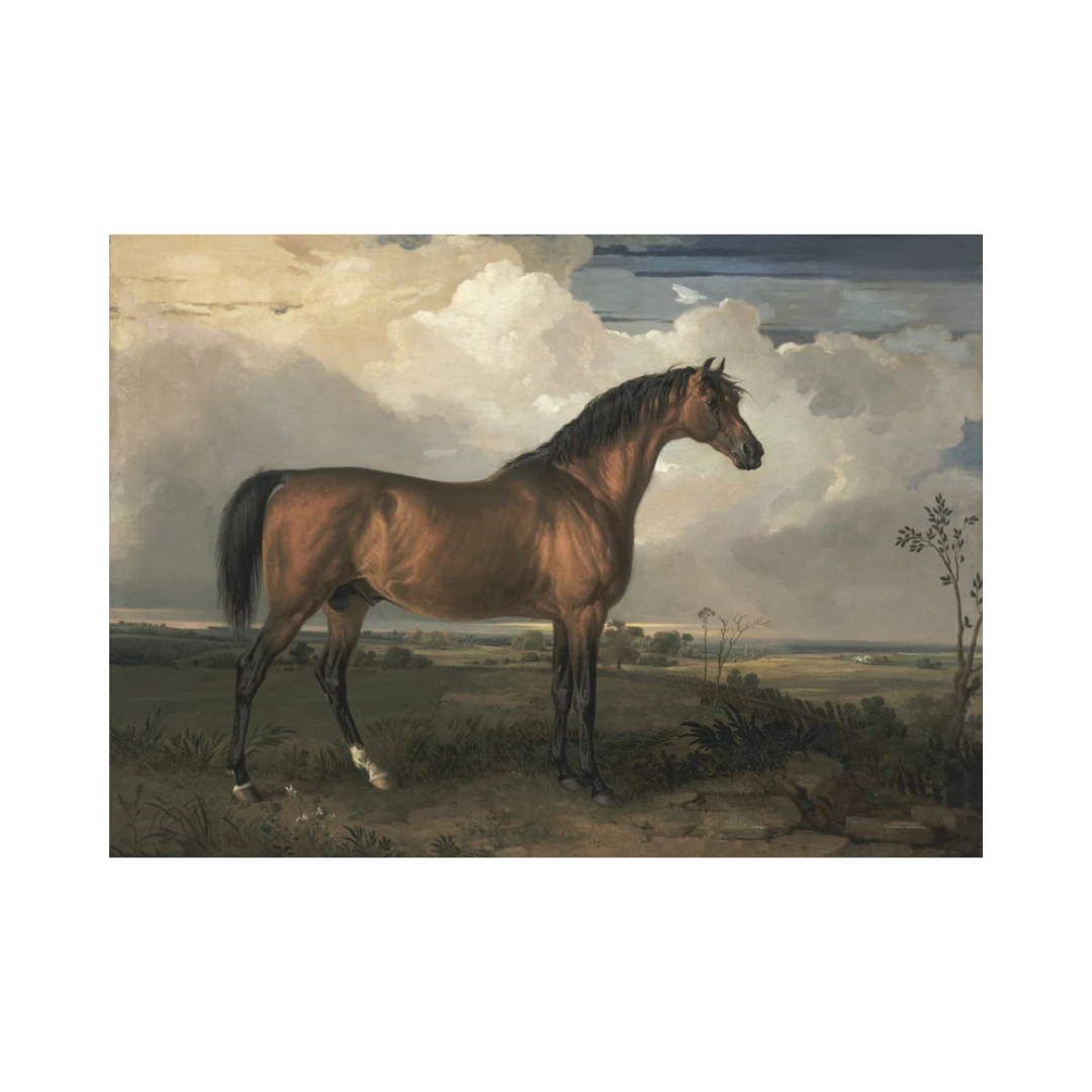 Stallion