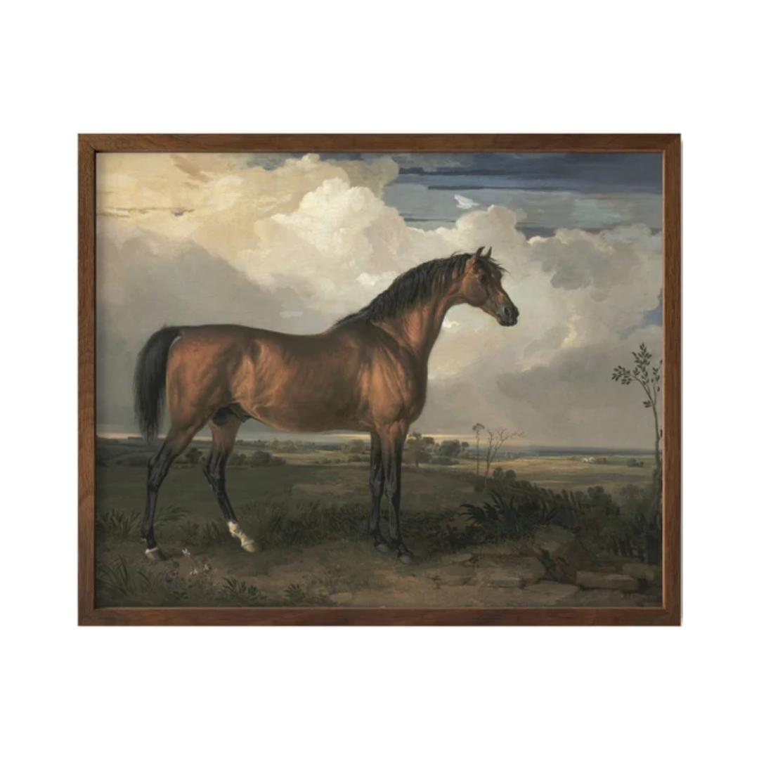 Stallion