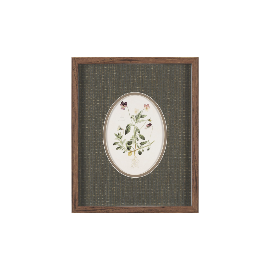 Viola Arvensis Flowers Art