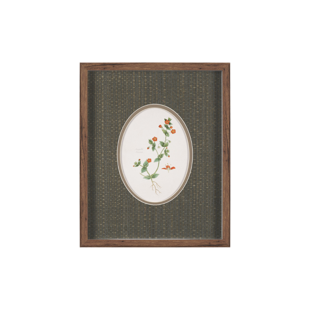 Viola Arvensis Flowers Art