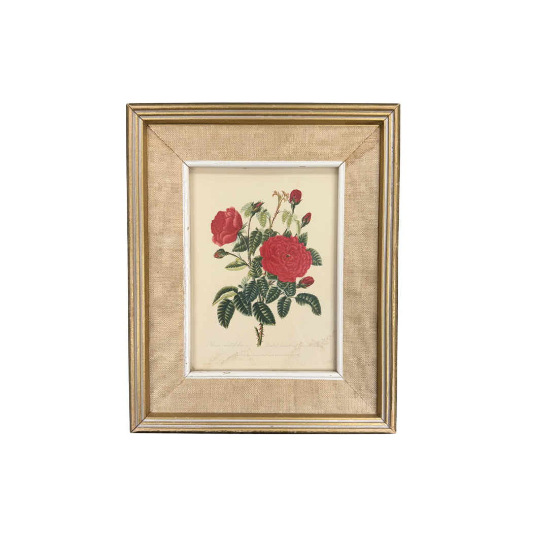 Found Rosa Centifolia by Mary Lawrence 1796 Art Print