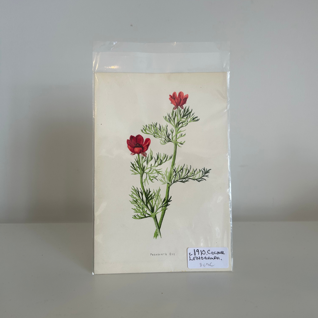 Found Botanical Print 2