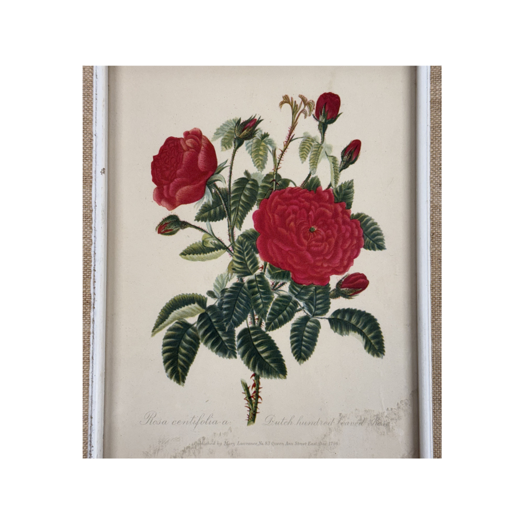 Found Rosa Centifolia by Mary Lawrence 1796 Art Print