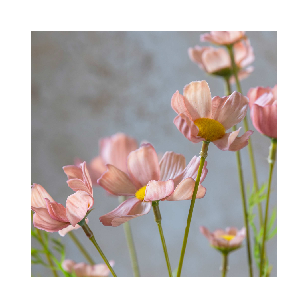 Pink Meadow Cosmo Stem