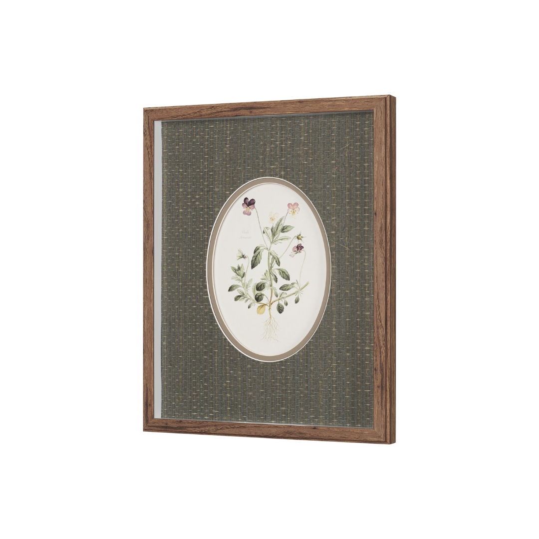 Viola Arvensis Flowers Art