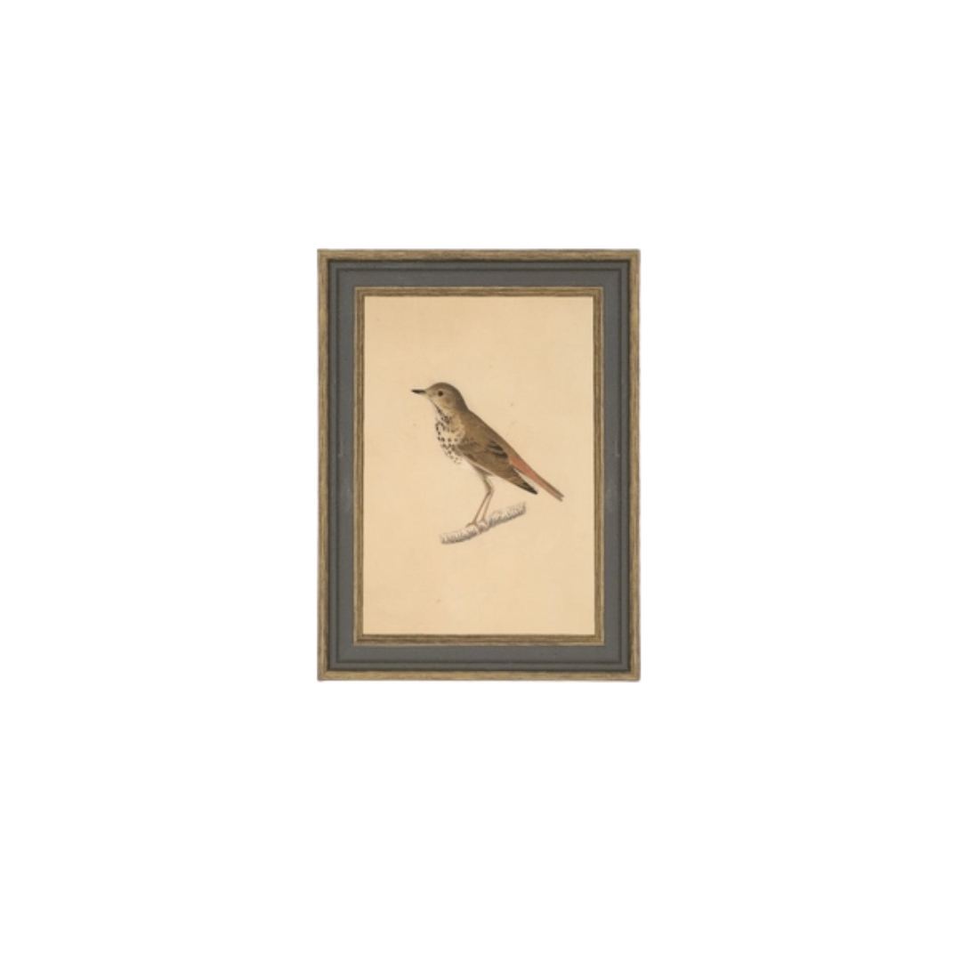 Bird Framed Antique Art
