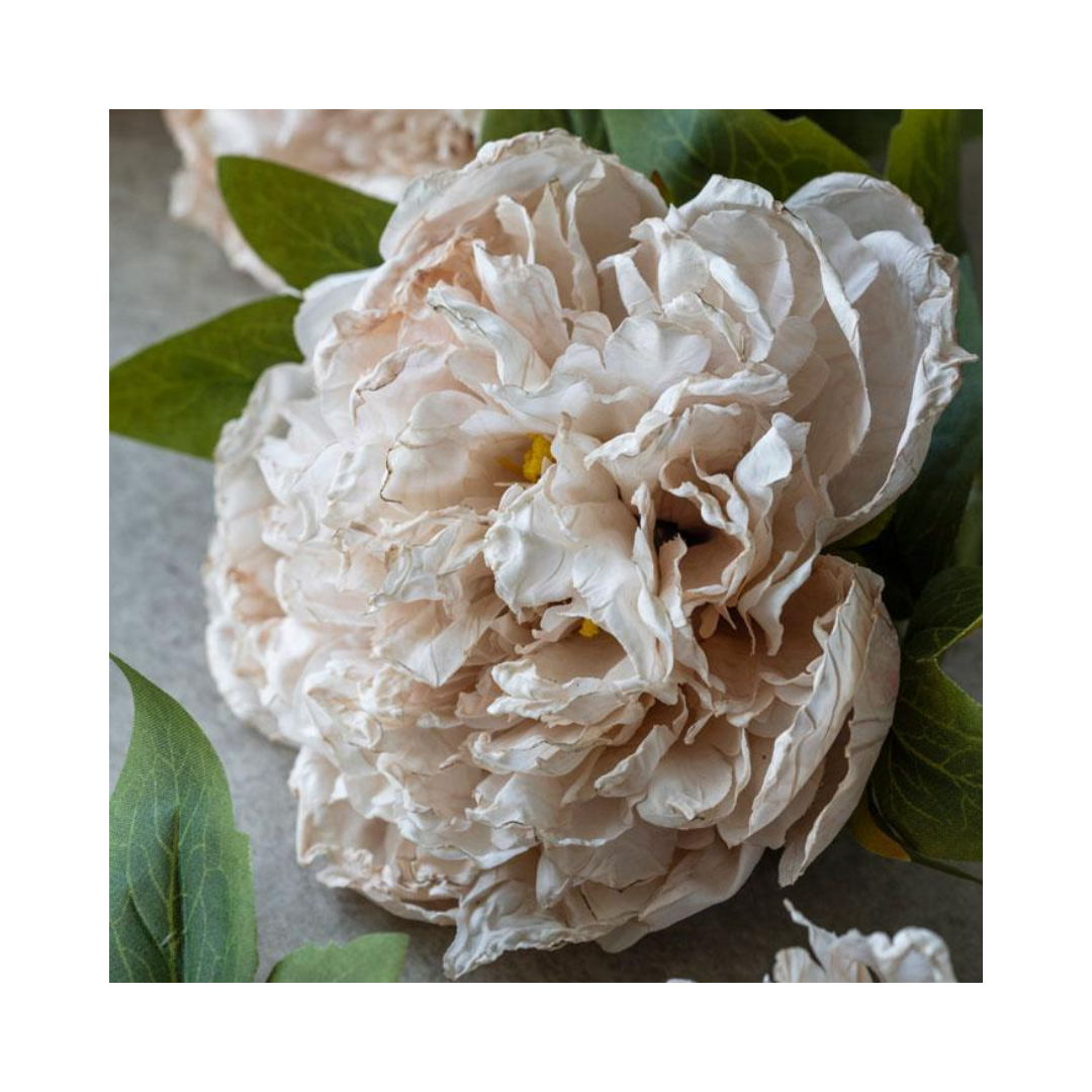 Evening Dew Peony Stem