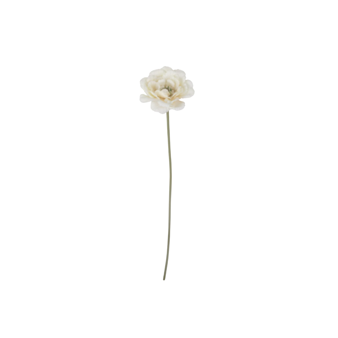 Garden Lace Peony