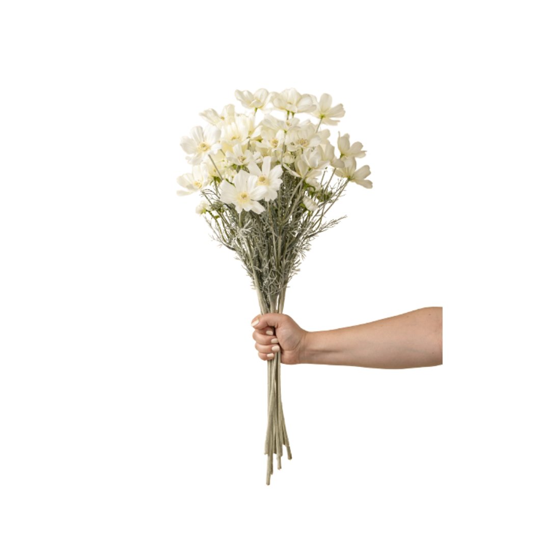 White Cosmos Spray