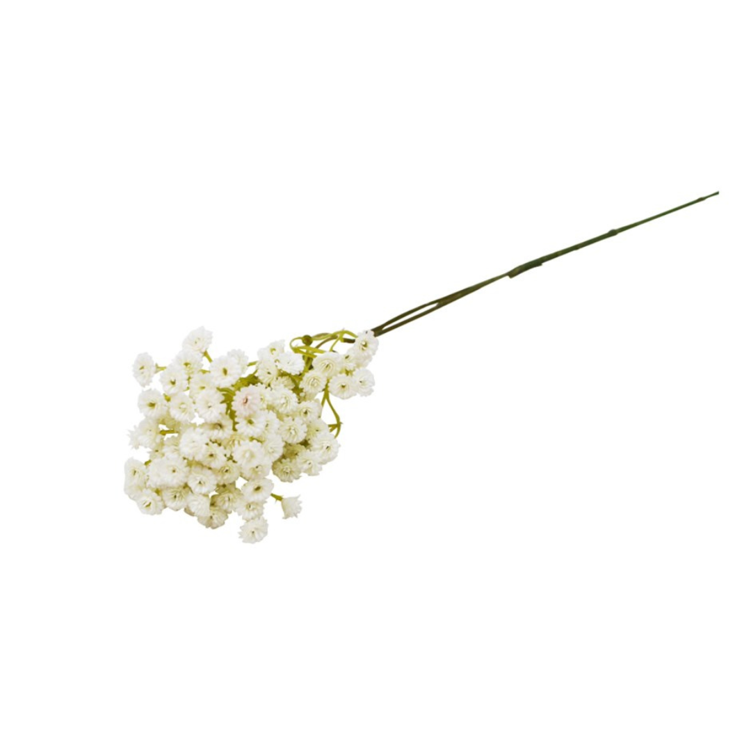 White Allium Stem