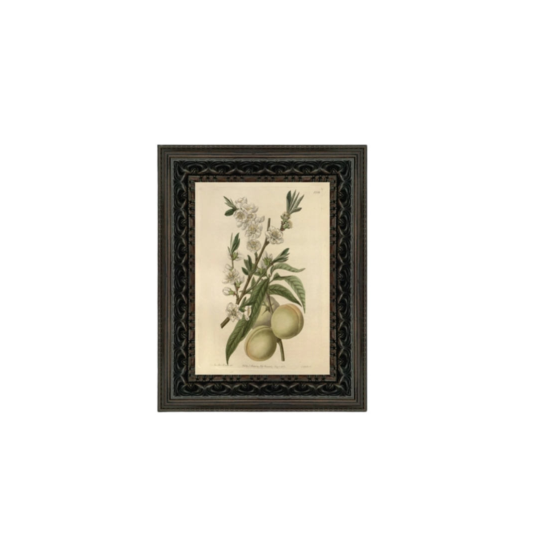 The White Peach By Sydenham Edwards Framed Antique Art