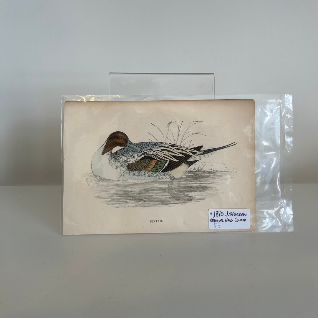 Found Wildlife Print 8