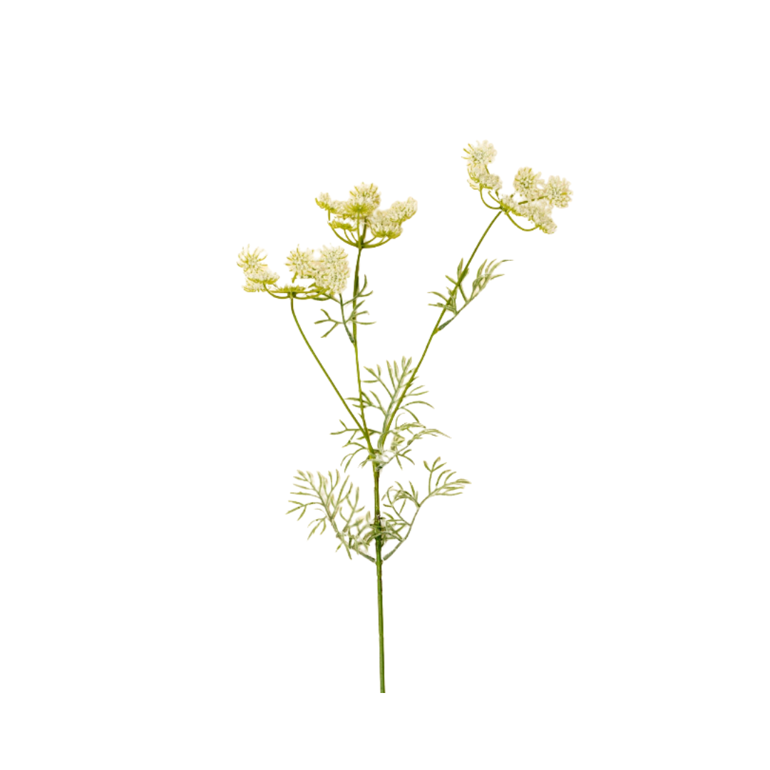 White Queen Anne's Lace Spray