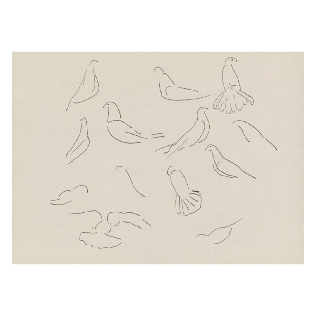 Dove Study Print
