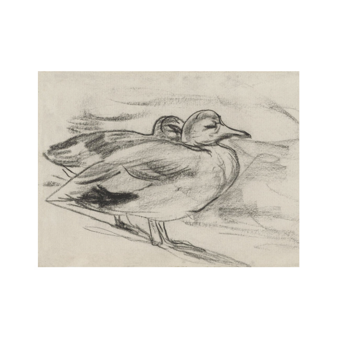 Sketched Ducks