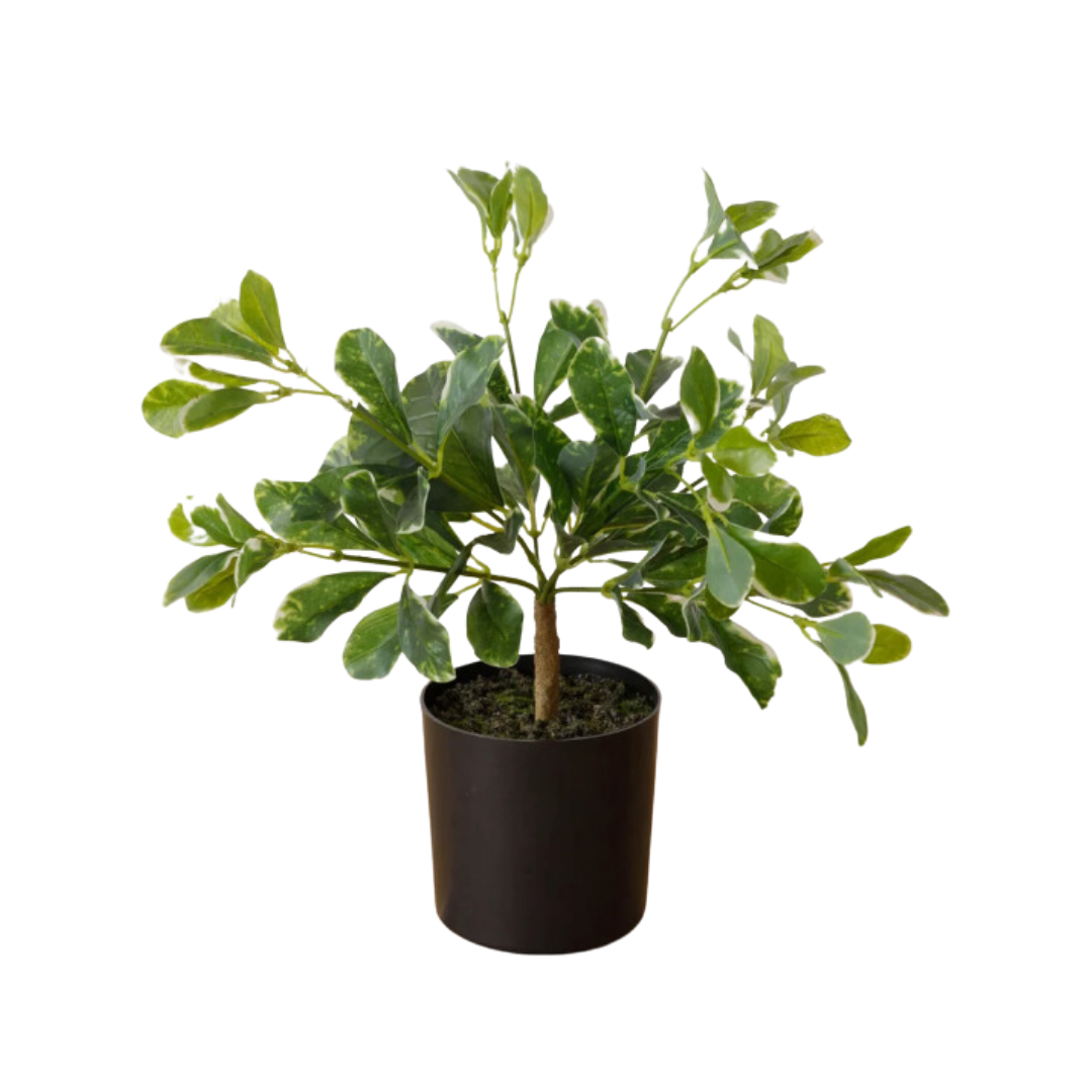 Potted Variegated Pittosporum
